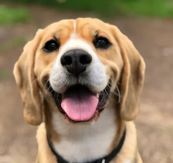 Beagle sorrindo